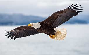 Bald Eagle Characteristics
