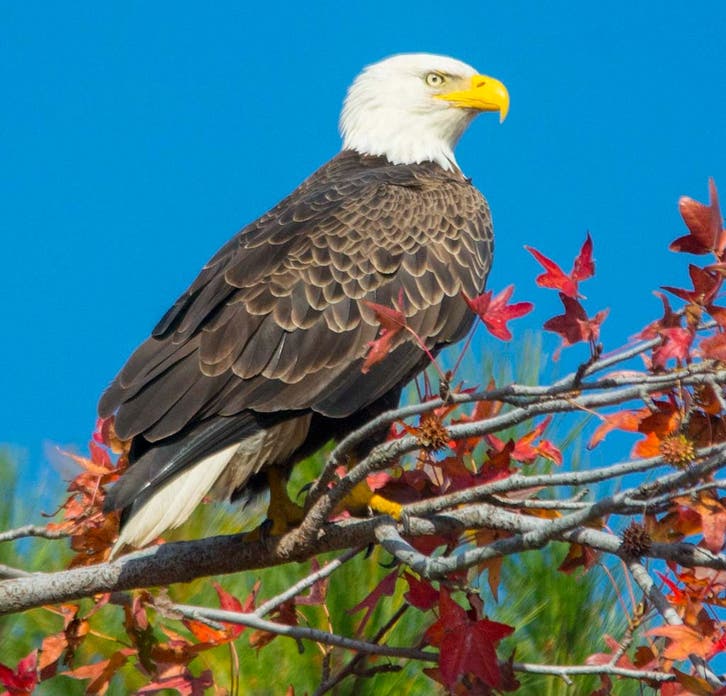 Bald Eagle Characteristics